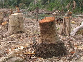 Житель Хакасии получил полгода условно за вырубку деревьев