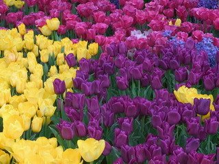 Весной в Абакане зацветут около 4 тысяч тюльпанов