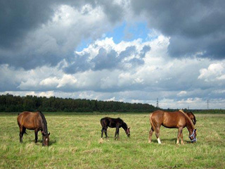 В Хакасии воры забили двух лошадей в поле