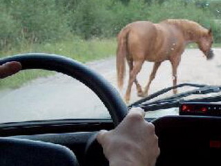 В Хакасии водитель "Жигулей", сбив лошадь, съехал в кювет