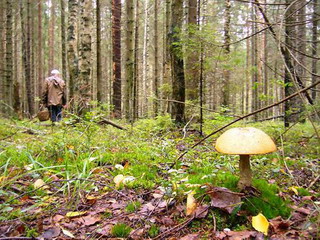 С начала сезона в лесах заблудилось свыше 10 грибников из Хакасии
