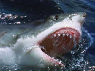 Три туриста из России стали жертвами акулы на египетском пляже 