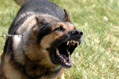 Черногорские полицейские оштрафовали 12 владельцев собак