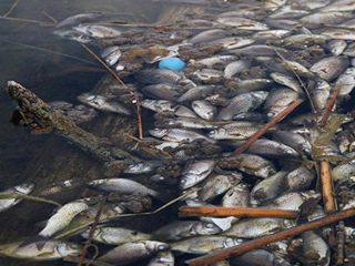 В Хакасии выясняют причину гибели рыбы в пруду