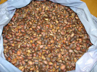 Кедровые орехи абаканцы вынуждены покупать втридорога