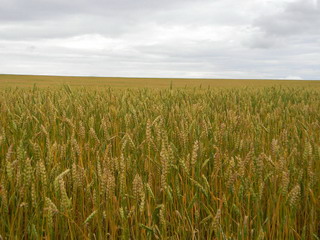 В Хакасии увеличилась урожайность зерновых