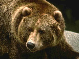 Исход медведей из Хакасии ошибочно объяснили лесными пожарами