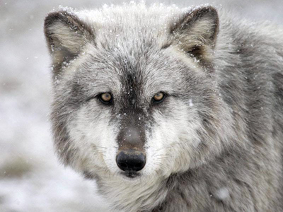 В Хакасии идёт охота на волков