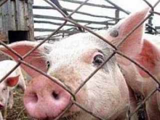 В Хакасии закрыли незаконную свиноферму