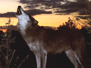 Дикие волки и лисы атаковали хакасские деревни