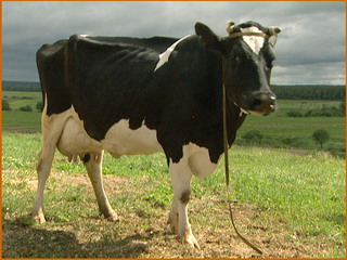  В Хакасии зарегистрирован рост фактов скотокрадства