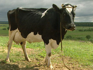 В Хакасии ночью украли коров с поля