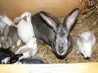 Власти Хакасии поддержат кролиководческие хозяйства