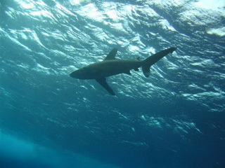 В Красном море от зубов акулы погиб дайвер