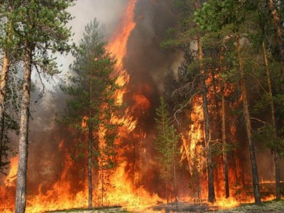 Саралинские леса горели двое суток