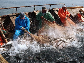 Россия отказывается от импорта рыбы из Японии