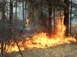 В Красноярском крае действуют  4 лесных пожара