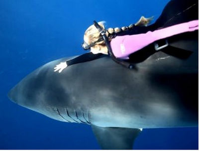 Защитница прав животных прокатилась на акуле-убийце