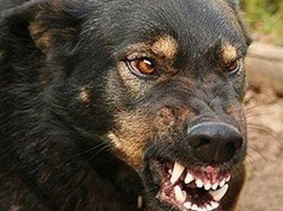 Красноярские охотники утверждают, что ребенка в посёлке Ессей загрызли собаки, а не волки