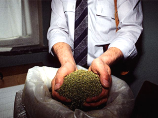 В Хакасии изъяли более 4 кг марихуаны за 2 дня