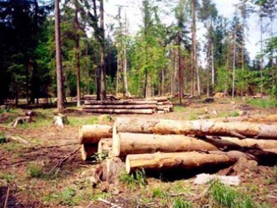 Прокуратура не выявила нарушений при вырубке леса в Абазе