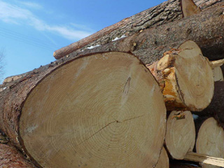 В Хакасии построят завод по заготовке и переработке леса