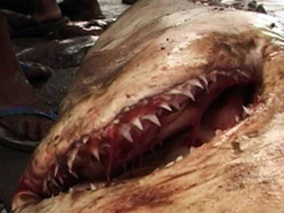 В Приморье акула откусила туристу обе руки