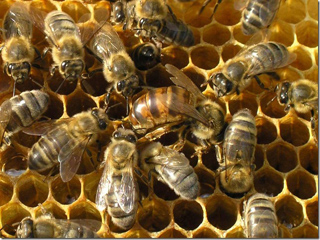 В жилых районах Абакана запретят разводить пчел