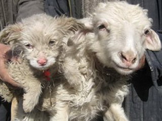 Аномалии: в Китае овца родила собаку (фото)