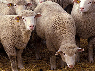 В Хакасии со двора дома украли овец