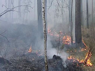 В Хакасии от огня пострадало уже 450 га леса