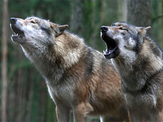  В Хакасии волки покусали выпускников