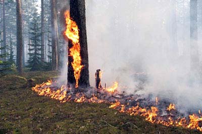 После выходных опять горят леса