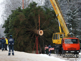 Главную новогоднюю елку везут в Москву