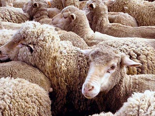 Тувинские ветврачи не допустили в Сибирь партию инфицированных овец из Монголии