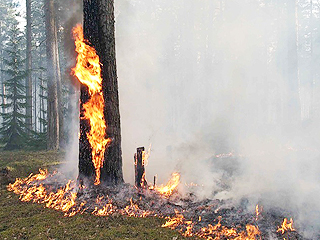 Штрафы за нарушение пожарной безопасности в лесах увеличились вдвое