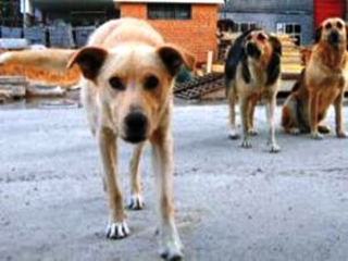 В Саяногорске начнут стерилизацию бродячих собак
