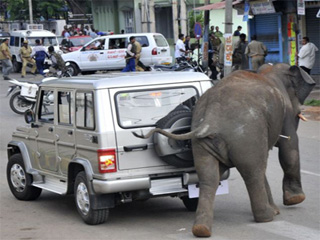 Дикие слоны разгромили поселок в Индии (видео)