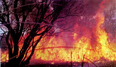 В Абазинском лесничестве (Хакасия) из-за грозы загорелась тайга