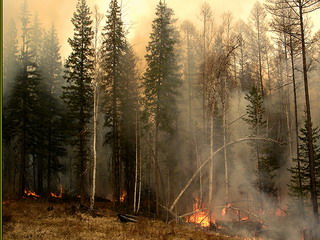В Хакасии сократилось число лесных пожаров