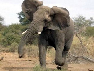 В Индии идет розыск слона-маньяка, совершившего 12 убийств