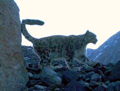 Впервые в Горном Алтае получены уникальные снимки котят ирбиса в дикой природе