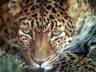 На работника Абаканского зоопарка напал леопард