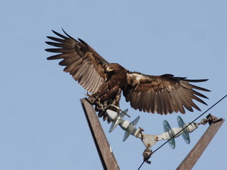  «Хакасэнерго» защитит от поражения током редких птиц