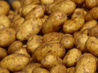 Из овощехранилища в Абакане воры украли 60 тонн картофеля