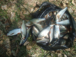 На ширинских озерах Хакасии организуют промышленную рыбалку