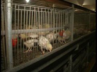Усть-Абаканская птицефабрика задолжала сотруднице 170 тыс. рублей