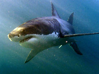 Стая больших акул обнаружена у Владивостока