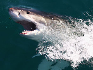 Против акулы-людоеда начинают спецоперацию