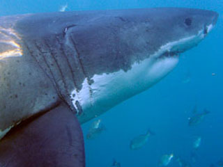 Названа причина нападений акул в Приморье